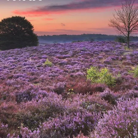 Chalet Op De Veluwe *